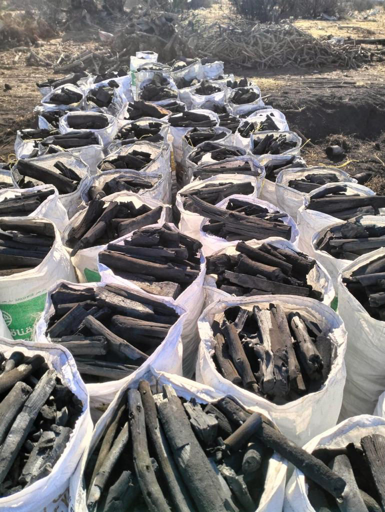 καζουαρίνα